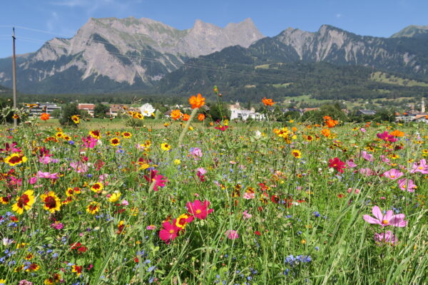 Walchiweg Maienfeld